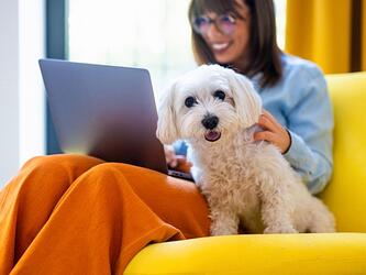 white terrier dog sitting next to woman using laptop on yellow couch